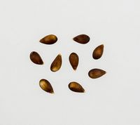 Redfree Apple seeds